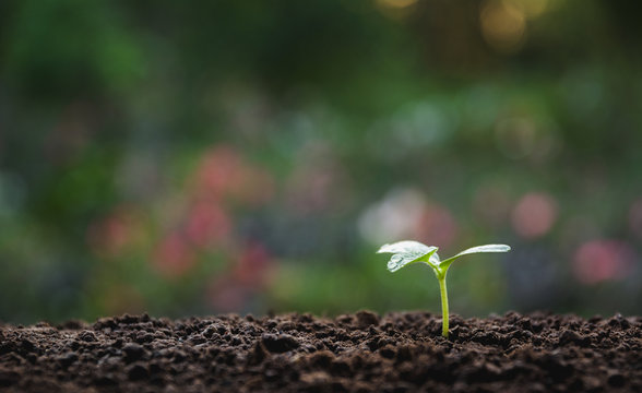 Green young plant growing in soil on nature background