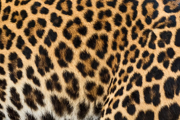 Leopard fur background.
