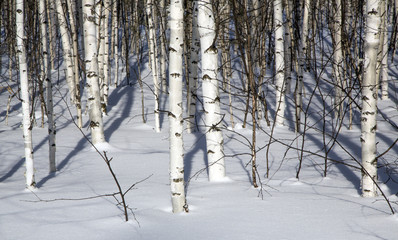 Birch forest in winter in black and white