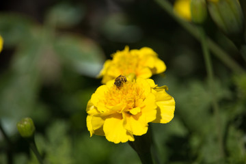 Bee on Yellow Tagetes