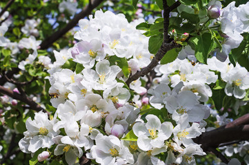 Blooming apple tree in spring time. Closeup, selective focus.