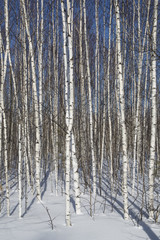 Birch forest in winter in black and white