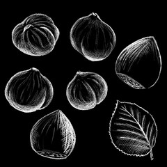 Hazel nut by white chalk on black background. Hazelnut in shell and clean hand-drawn illustration.