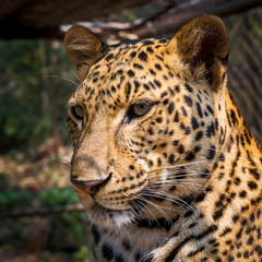 Close up Leopard.
