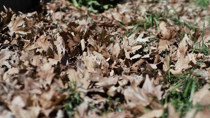 dried leaves