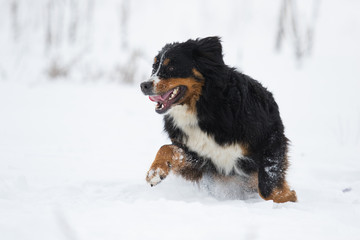 Bernese Mountain Dog in the snow in winter