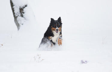 Bernese Mountain Dog in the snow in winter