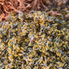 Close up Fried Flora.
