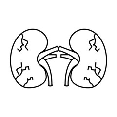 kidneys human unhealthy disease medical anatomic damaged vector illustration  outline design