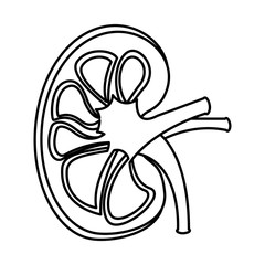 sick human kidney organ veins part icon vector illustration  outline design