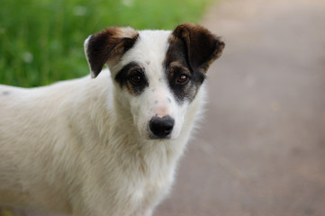 Homeless white puppy with black ears, against a background of green grass