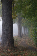 Road between trees