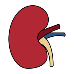 human kidney organ part healthy vector illustration 