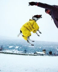 cane fox terrier salta