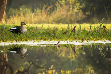 little duck chilling