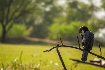 cormorant
