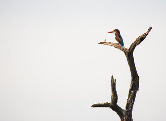 white throated kingfisher