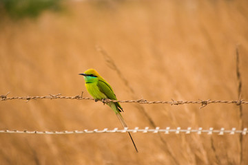 green bee eater
