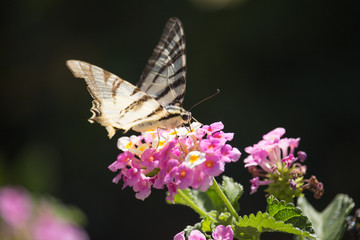 Podalirio Iphiclides Podalirius on Lantana