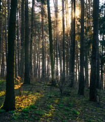Sunbeams Make Their Way Through Tree Trunks in the Morning Forest. Spruce Tree Forest, Sunbeams through Morning Fog