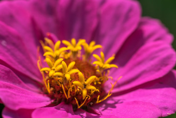 Pink flower close up