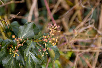 Plants in Hedgerow