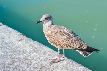 Une mouette.