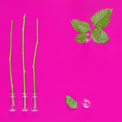 Glass vials with stems and leaves of plants are on a purple background. Reproduction of plants, their use for human health, aromatherapy, treatment, traditional medicine