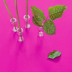 The glass vials are on a purple background. In some of them there are plant stems, in one there is a twig with leaves. Image on the extraction of useful substances from plants, extracts for health