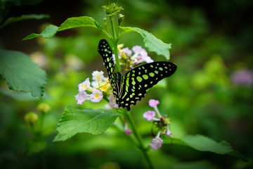 butterfly on the grass