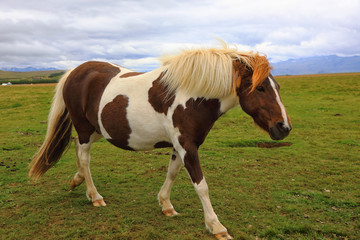 Naklejka na ściany i meble Thoroughbred Icelandic horse grazing in the field
