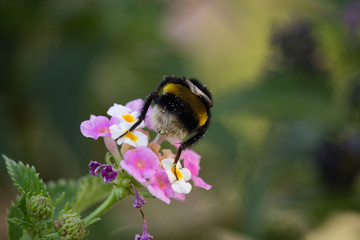 Bumblebee on Lantana