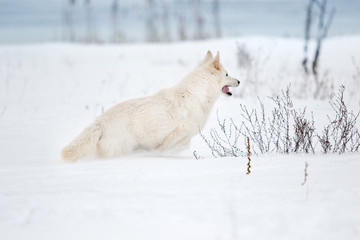 White Swiss Shepherd in the park in winter