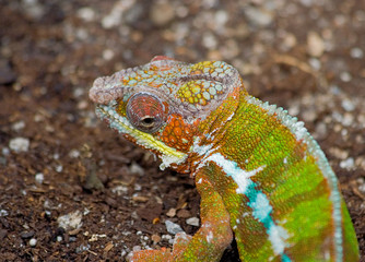Portrait of Colorful Lizard