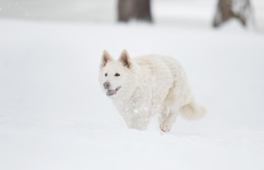 White Swiss Shepherd in the park in winter