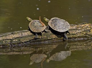 Fototapeta premium The cute couple turtle on the log