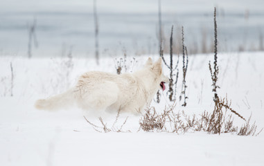 White Swiss Shepherd in the park in winter