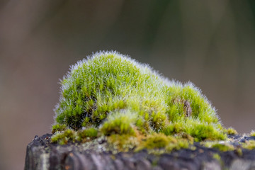 Frosted Moss on Wood Post