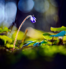 Alone Hepatica Nobilis Flower in a Natural Environment in the Forest in Early Spring. Macro Shot of Blue Color Flower