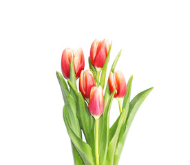 Tulips bouquet isolated on white background. Spring red tulips flowers, top view for Mothers Day, greeting cards, seasonal banners.