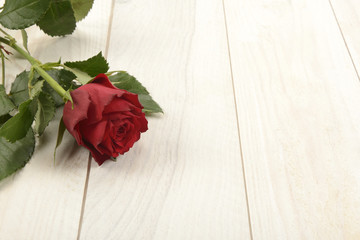 Rosa de color rojo sobre fondo de madera blanca