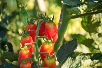Plum Tomato Plant