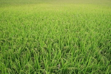 緑色の稲の畑