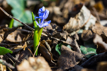 Frühlingsanfang, Schneeglöckchen, Scilla bifolia