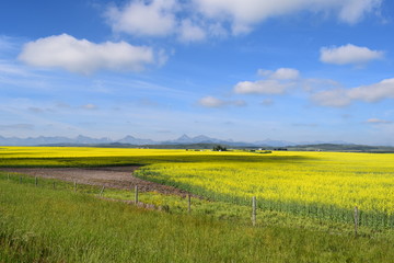 open yellow fields