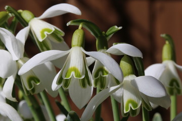 Obraz premium Snowdrop Flowers, Galanthus, Schneeglöckchen vor Holzfassade, Schneeglöckchen im Garten, erste Frühlingsboten