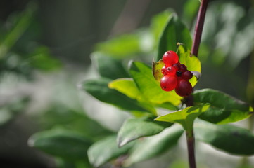 Obraz na płótnie Canvas Red berries