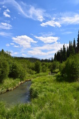 the forest river