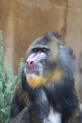 Mandrill Baboon