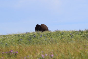 Bison on the Prairie